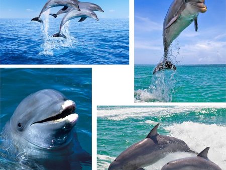 4 - Dolphins - 3D Lenticular Postcards  Greeting Cards - NEW Sale